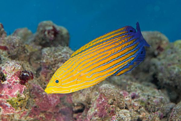 Blue Striped Tamarin Wrasse