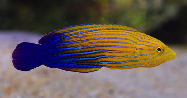 Blue Striped Tamarin Wrasse
