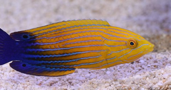Blue Striped Tamarin Wrasse