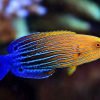 Blue Striped Tamarin Wrasse