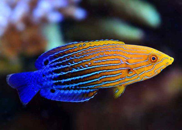 Blue Striped Tamarin Wrasse