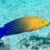 Blue Striped Tamarin Wrasse