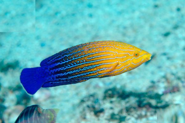 Blue Striped Tamarin Wrasse
