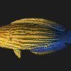 Blue Striped Tamarin Wrasse