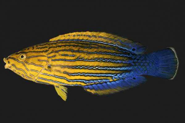 Blue Striped Tamarin Wrasse