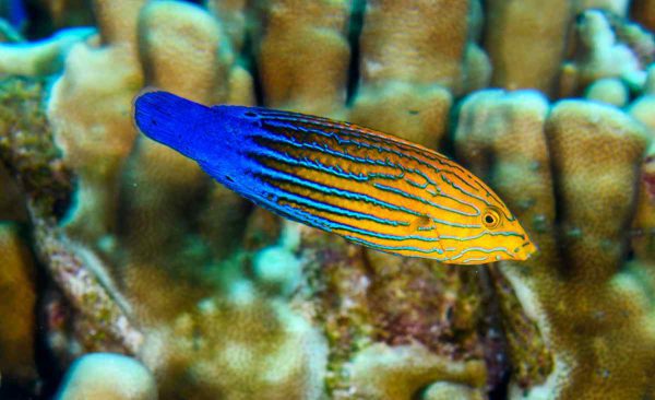 Blue Striped Tamarin Wrasse