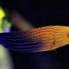 Blue Striped Tamarin Wrasse