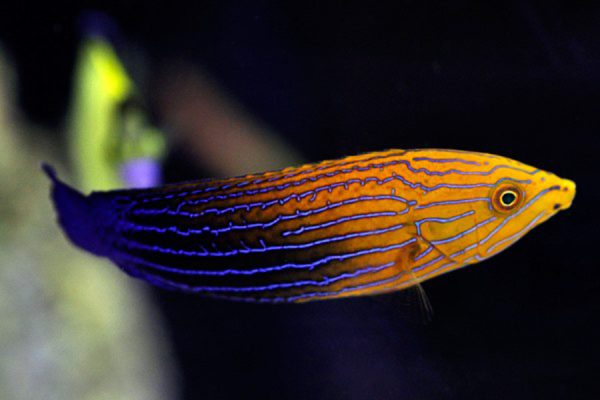 Blue Striped Tamarin Wrasse