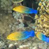 Blue Striped Tamarin Wrasse