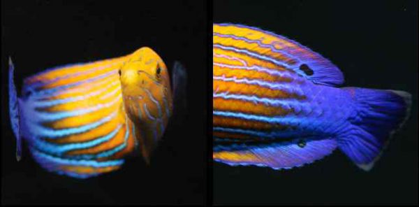 Blue Striped Tamarin Wrasse