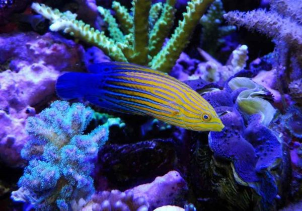 Blue Striped Tamarin Wrasse