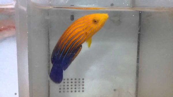 Blue Striped Tamarin Wrasse