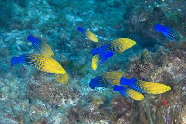 Blue Striped Tamarin Wrasse