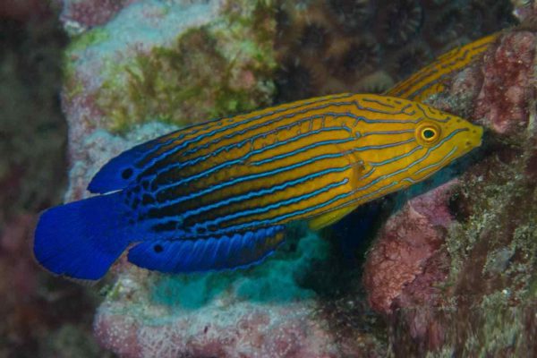 Blue Striped Tamarin Wrasse