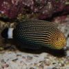 Lined Tamarin Wrasse