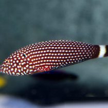 Lined Tamarin Wrasse