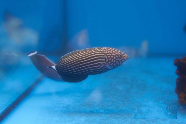 Lined Tamarin Wrasse
