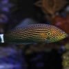 Lined Tamarin Wrasse