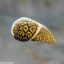 Lined Tamarin Wrasse