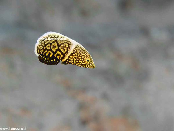 Lined Tamarin Wrasse