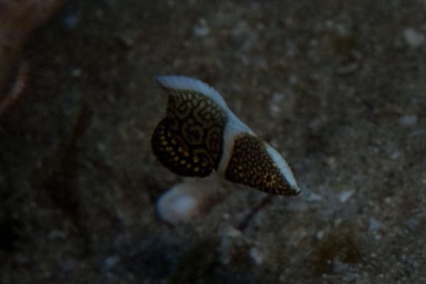 Lined Tamarin Wrasse