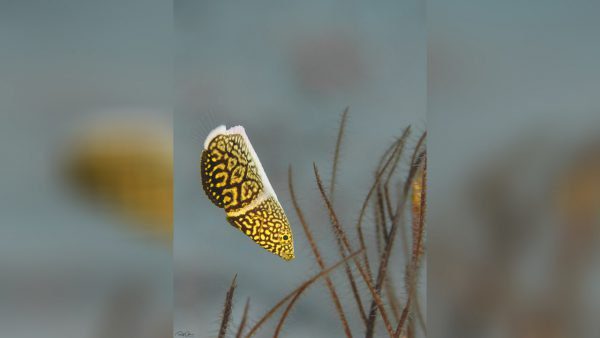 Lined Tamarin Wrasse