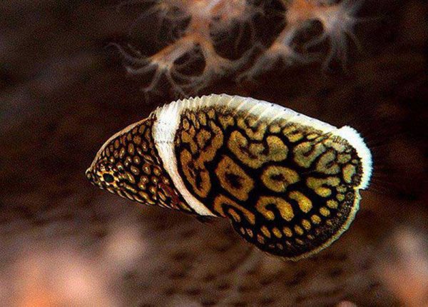 راس تامارین خط دار (نابالغ)