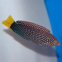 Yellowtail Wrasse