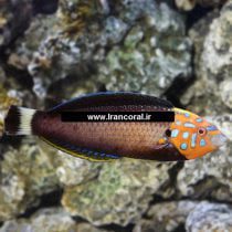 Redtail Tamarin Wrasse