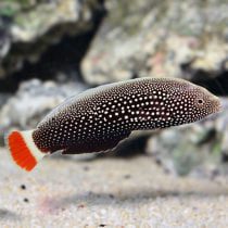 راس تامارین دم قرمز ماده