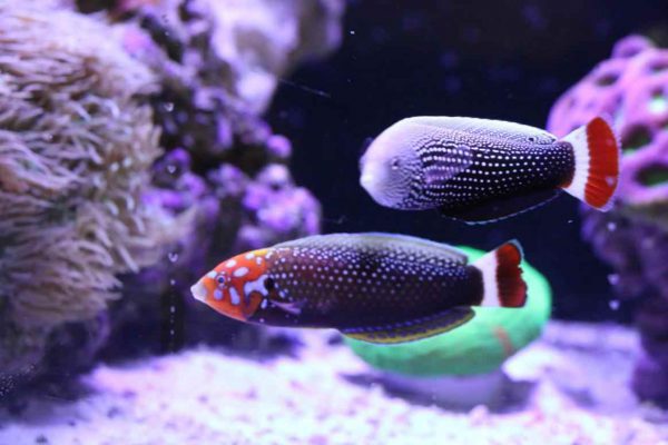 Redtail Tamarin Wrasse
