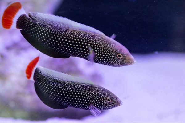 Redtail Tamarin Wrasse