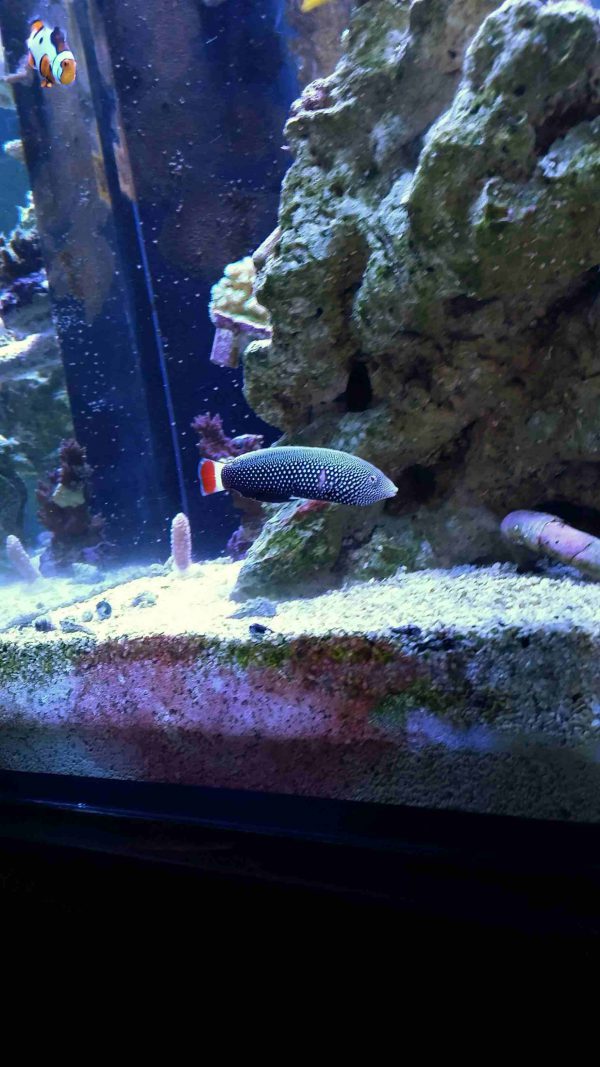 Redtail Tamarin Wrasse