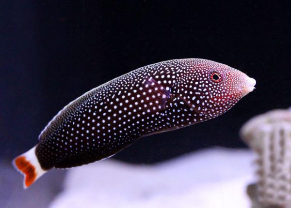 Redtail Tamarin Wrasse