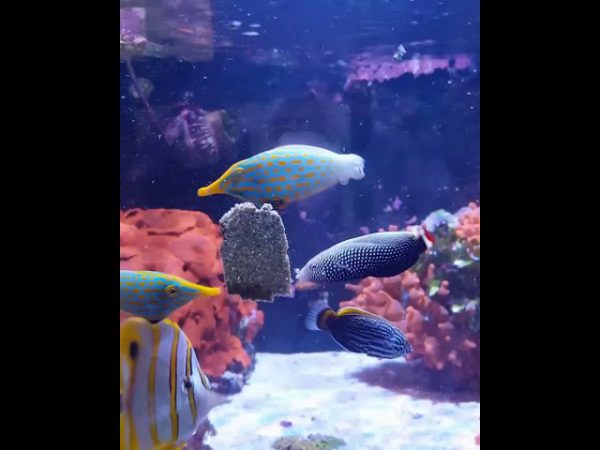 Redtail Tamarin Wrasse