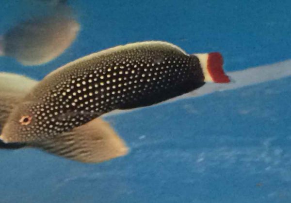 Redtail Tamarin Wrasse