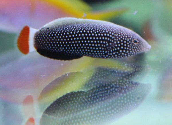 راس تامارین دم قرمز ماده