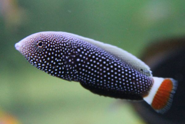 راس تامارین دم قرمز ماده