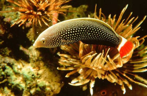 راس تامارین دم قرمز ماده