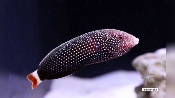 راس تامارین دم قرمز ماده