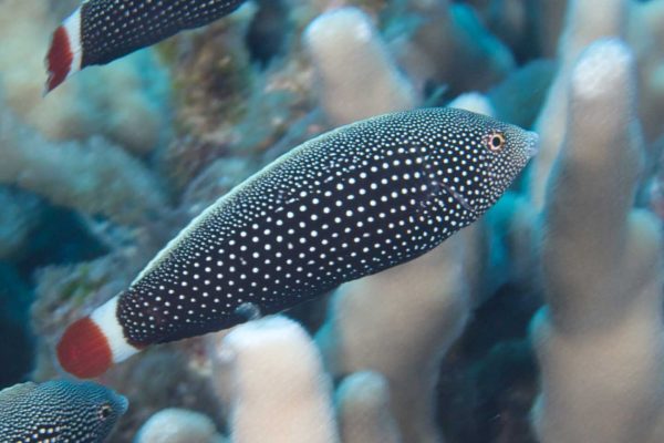 راس تامارین دم قرمز ماده