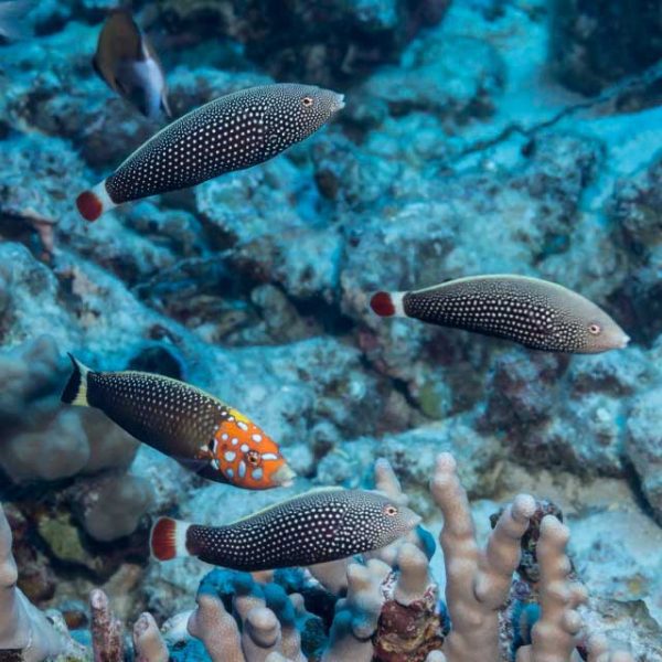 راس تامارین دم قرمز ماده