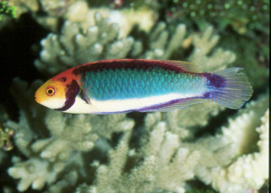 راس سولون نر