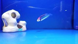 راس سولون نر