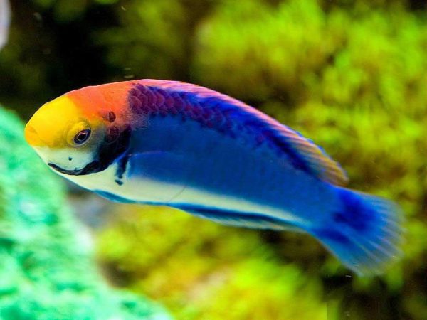 راس سولون نر