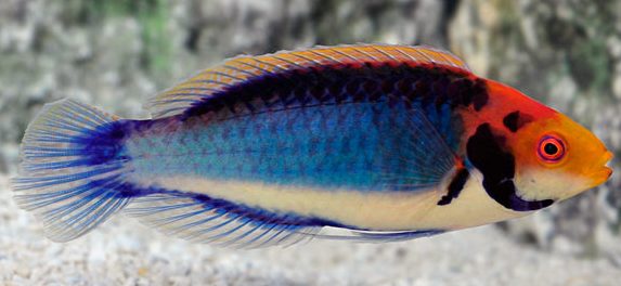 راس سولون نر