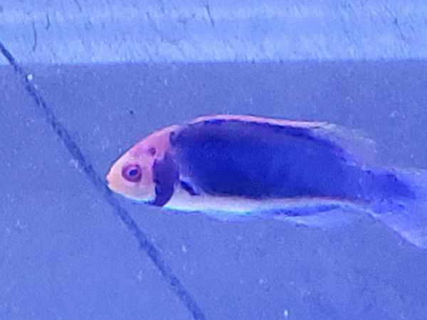 راس سولون نر