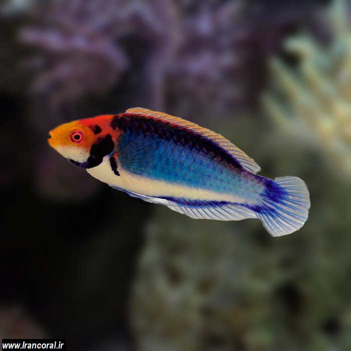 راس سولون نر