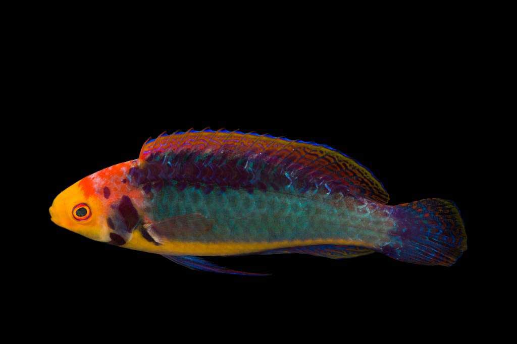 راس سولون نر