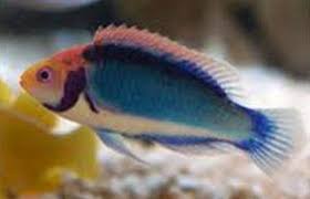 راس سولون نر